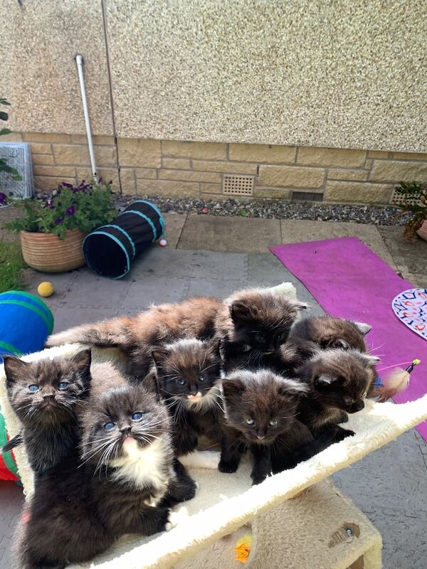 Ragdoll kittens for sale in Rattray, Perth and Kinross – 7 weeks old