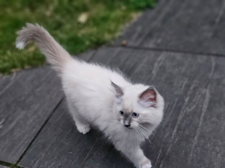 Ragdoll kittens for sale in Plaistow, Greater London – 11 weeks old