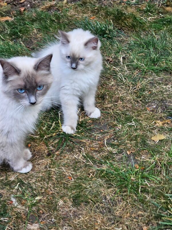 Ragdoll kittens for sale in Plaistow, Greater London – 11 weeks old - Image 3 of 3