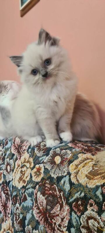 Adorable Ragdoll kitten