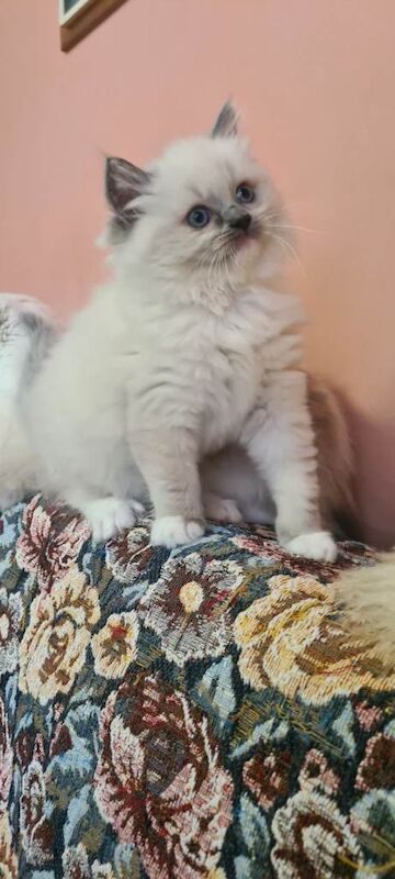 Adorable Ragdoll kitten - Image 2 of 4