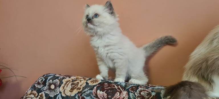 Adorable Ragdoll kitten - Image 3 of 4