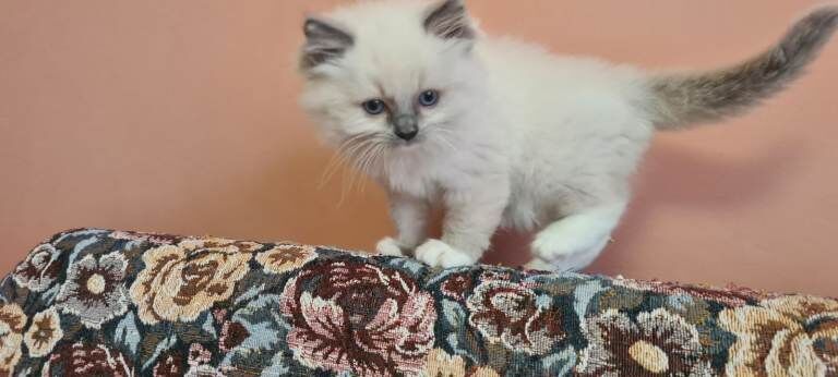 Adorable Ragdoll kitten - Image 4 of 4