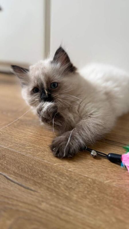 Ragdoll kittens for sale in Lanark, Lanarkshire – 10 weeks old