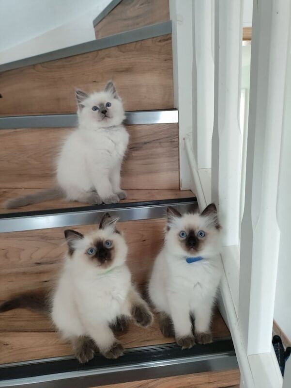 Ragdoll kittens for sale in Consett, Durham – 9 weeks old