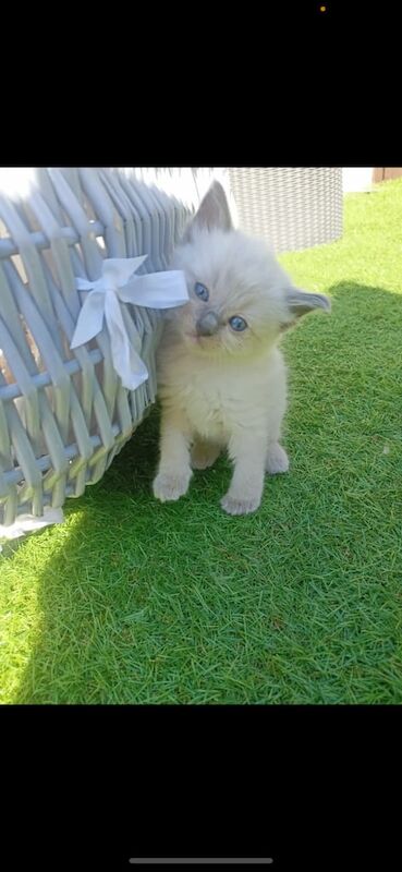 Adorable Ragdoll Kittens 😍 for sale in Wyke, West Yorkshire
