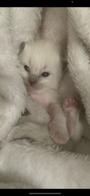 Adorable Ragdoll Kittens 😍 for sale in Wyke, West Yorkshire | Image 2
