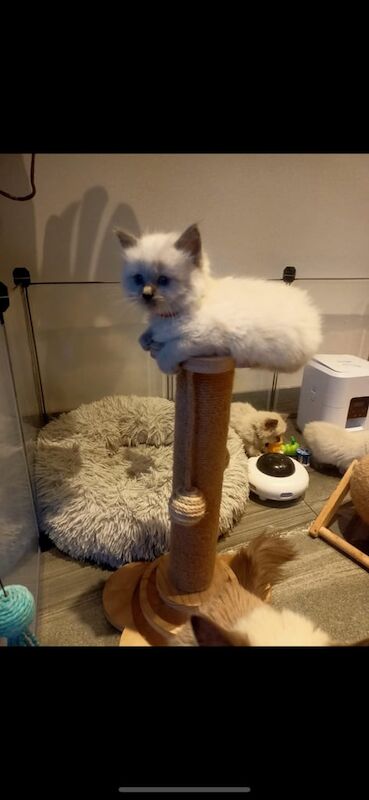 Adorable Ragdoll Kittens 😍 for sale in Wyke, West Yorkshire | Image 3