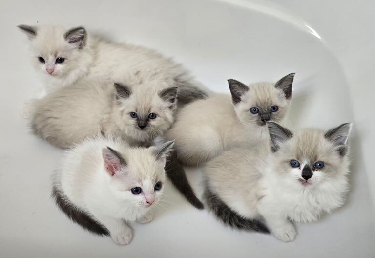 Ragdoll kittens for sale in Crewe, Cheshire – 7 weeks old