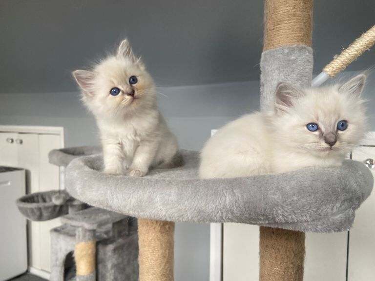Adorable Ragdoll kittens