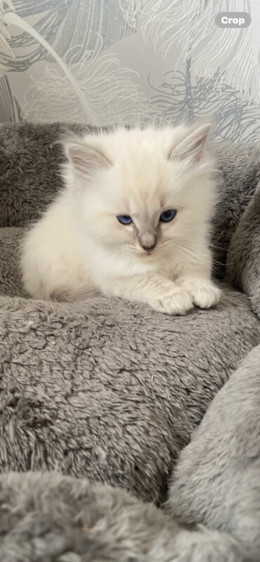 Adorable Ragdoll kittens - Image 2 of 3