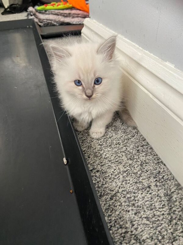 Adorable Ragdoll kittens - Image 3 of 3