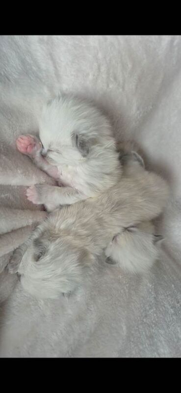 Ragdoll Kittens For Sale