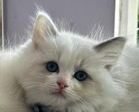 Adorable Ragdoll Kittens for Sale! 🐾 for sale in Loughton, Essex