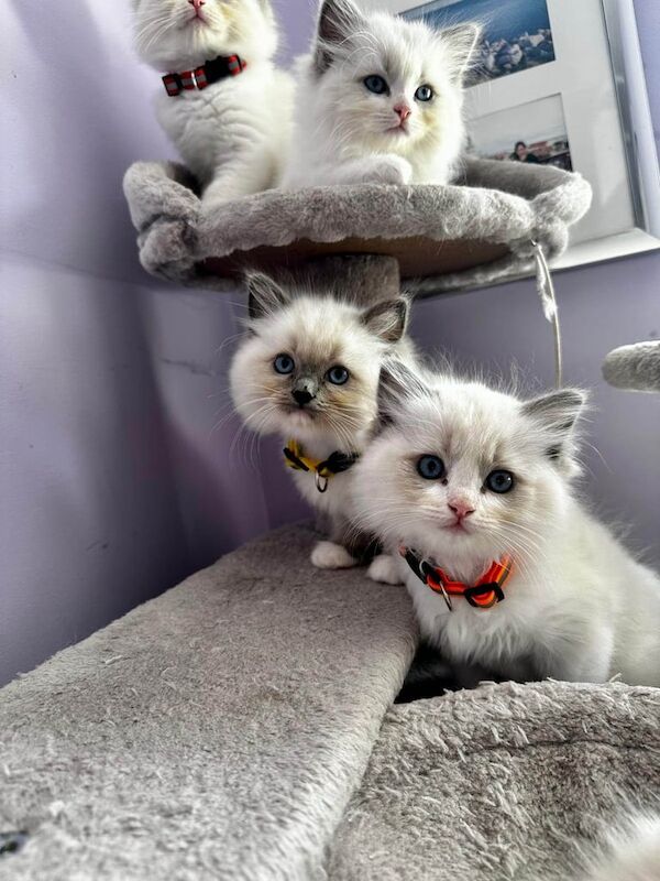 Adorable Ragdoll Kittens for Sale! 🐾 for sale in Loughton, Essex | Image 2