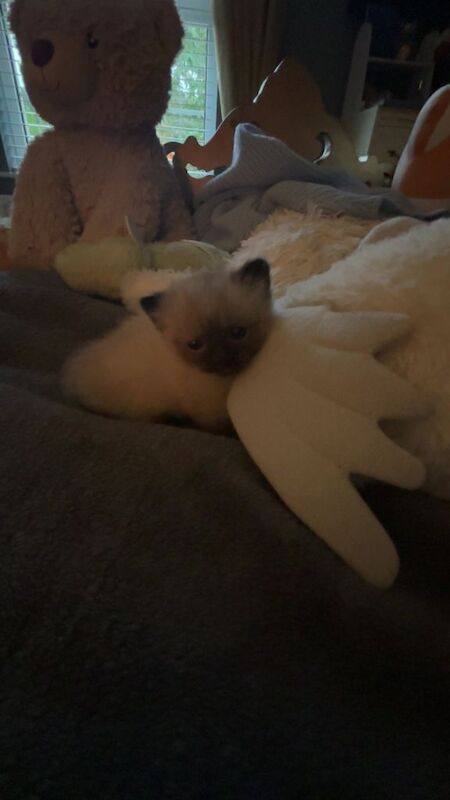 Adorable Ragdoll Kittens Looking for Forever Homes - Image 2 of 5