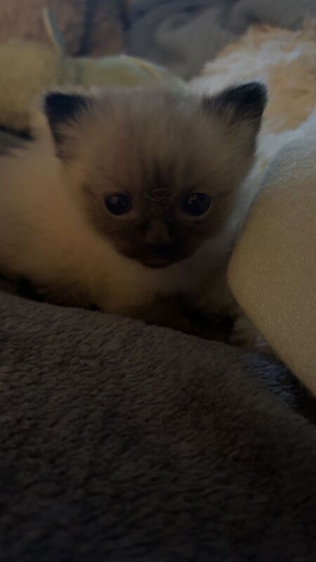 Adorable Ragdoll Kittens Looking for Forever Homes - Image 3 of 5