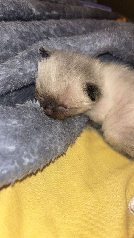 Adorable Ragdoll Kittens Looking for Forever Homes - Image 4 of 5