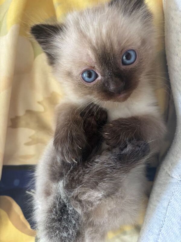 Adorable Ragdoll Kittens Looking for Forever Homes - Image 5 of 5