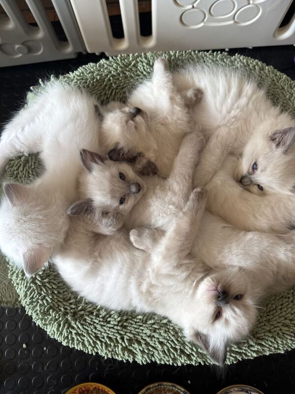 Ragdoll kittens for sale in Cuddington, Cheshire – 8 weeks old