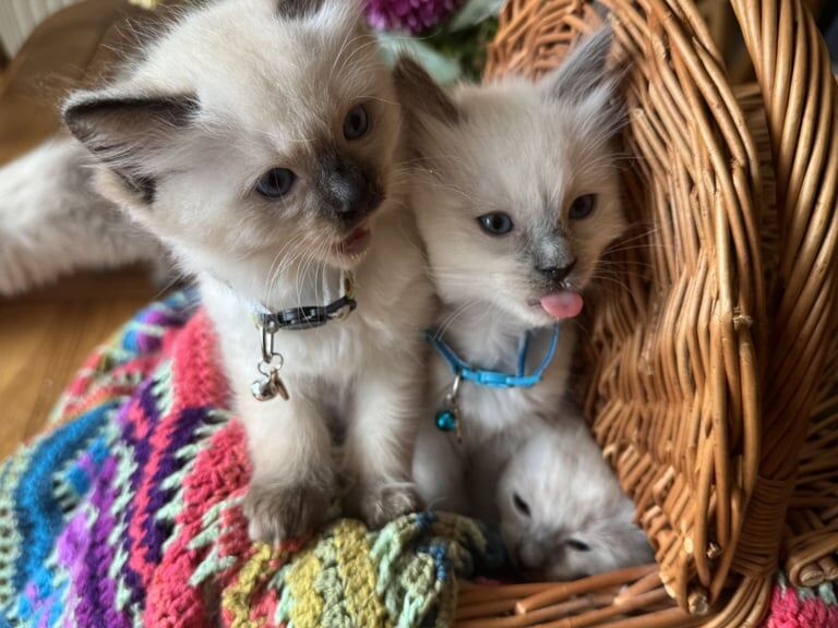Ragdoll kittens for sale in Cuddington, Cheshire – 8 weeks old - Image 2 of 3
