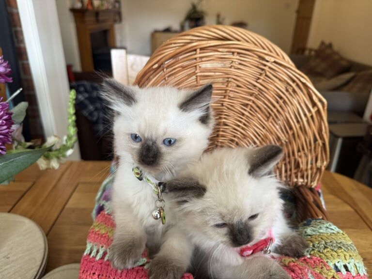 Ragdoll kittens for sale in Cuddington, Cheshire – 8 weeks old - Image 3 of 3