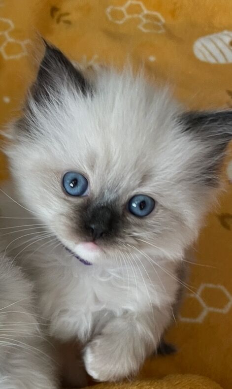 Adorable Ragdoll Kittens Looking For Their New Homes for sale in Fairford, Gloucestershire