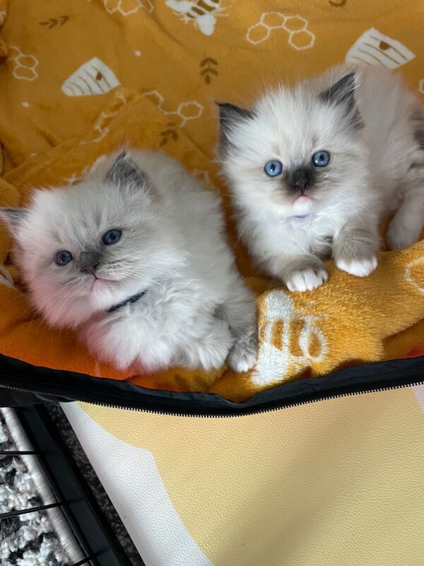 Adorable Ragdoll Kittens Looking For Their New Homes for sale in Fairford, Gloucestershire | Image 2