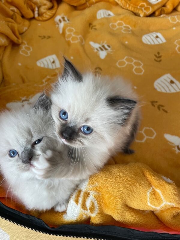 Adorable Ragdoll Kittens Looking For Their New Homes for sale in Fairford, Gloucestershire | Image 3