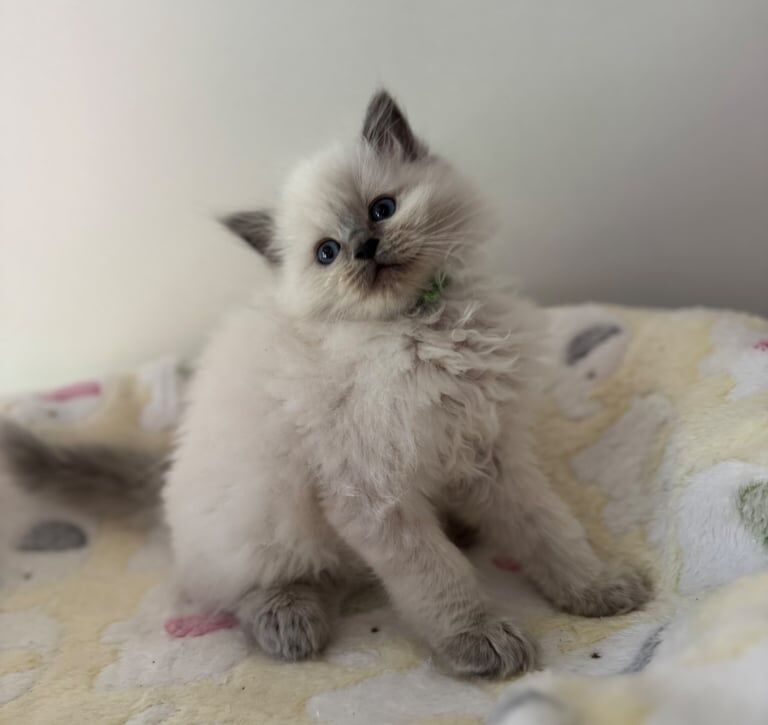 Ragdoll kittens for sale in Hoddesdon, Hertfordshire – 9 weeks old