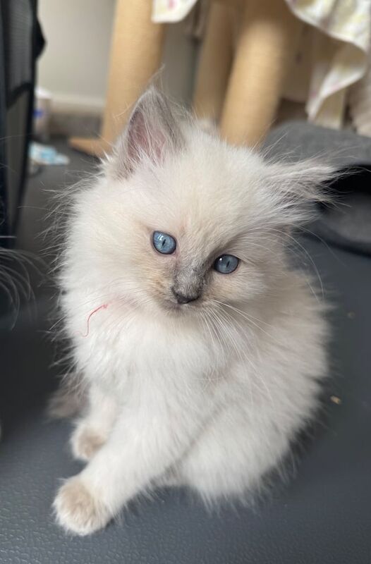 Ragdoll kittens for sale in Hoddesdon, Hertfordshire – 9 weeks old - Image 2 of 3