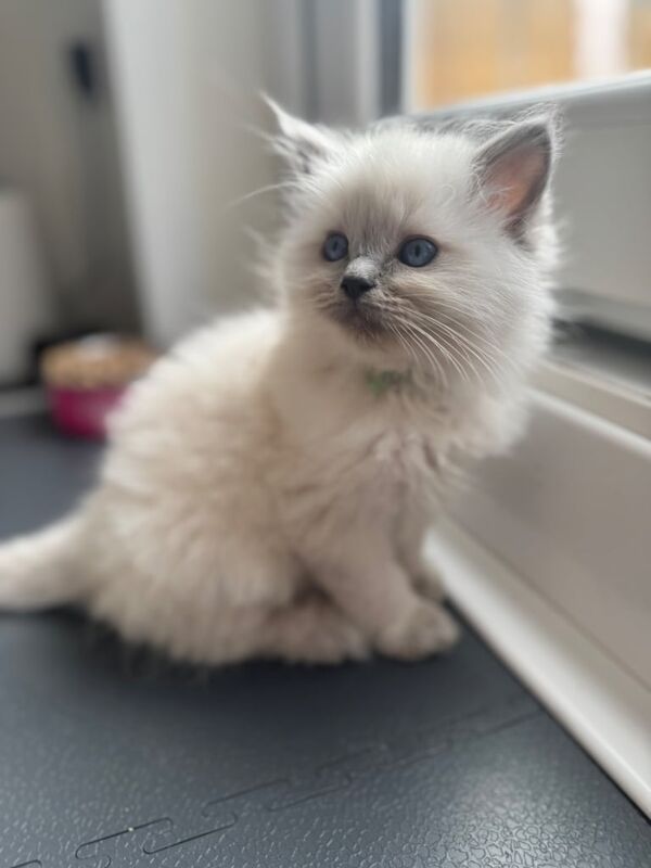 Ragdoll kittens for sale in Hoddesdon, Hertfordshire – 9 weeks old - Image 3 of 3