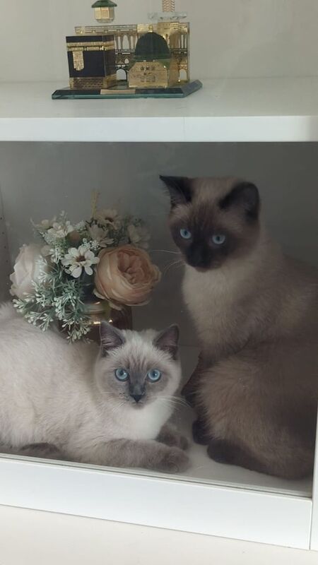Ragdoll kittens for sale in Barking, Greater London – 10 weeks old
