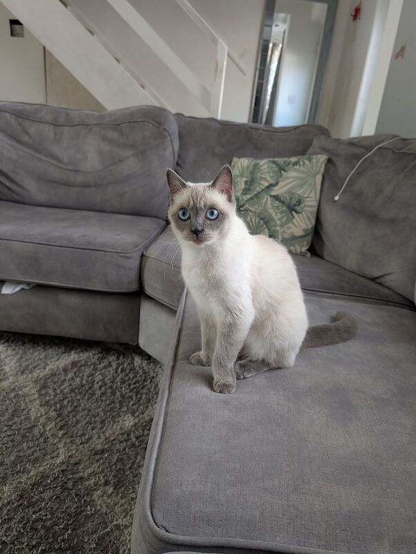 Ragdoll kittens for sale in Barking, Greater London – 10 weeks old - Image 2 of 3