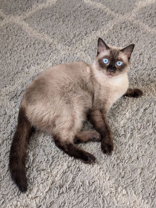 Ragdoll kittens for sale in Barking, Greater London – 10 weeks old - Image 3 of 3