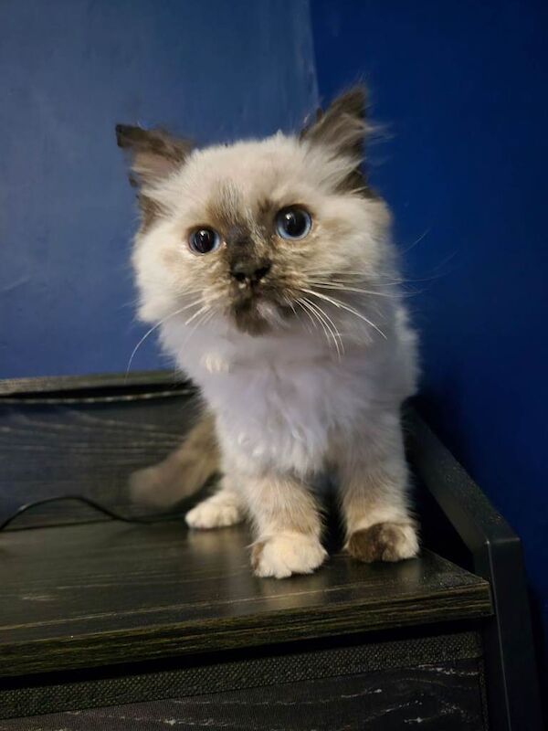 Ragdoll Kittens For Sale