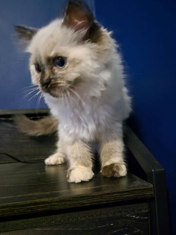 Adorable Tortie Ragdoll female - Image 2 of 5