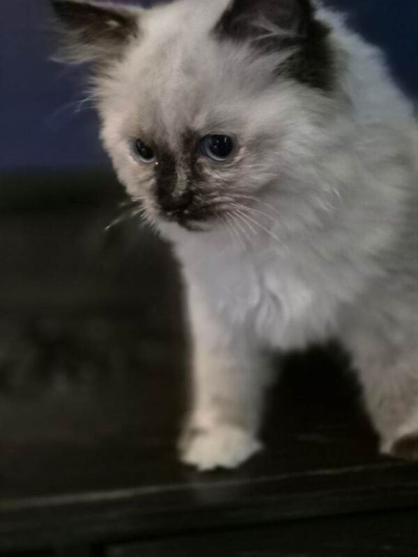 Adorable Tortie Ragdoll female - Image 3 of 5