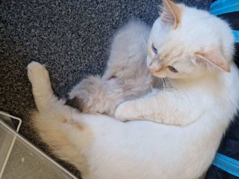 Adorable Tortie Ragdoll female - Image 4 of 5