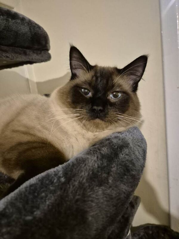 Adorable Tortie Ragdoll female - Image 5 of 5