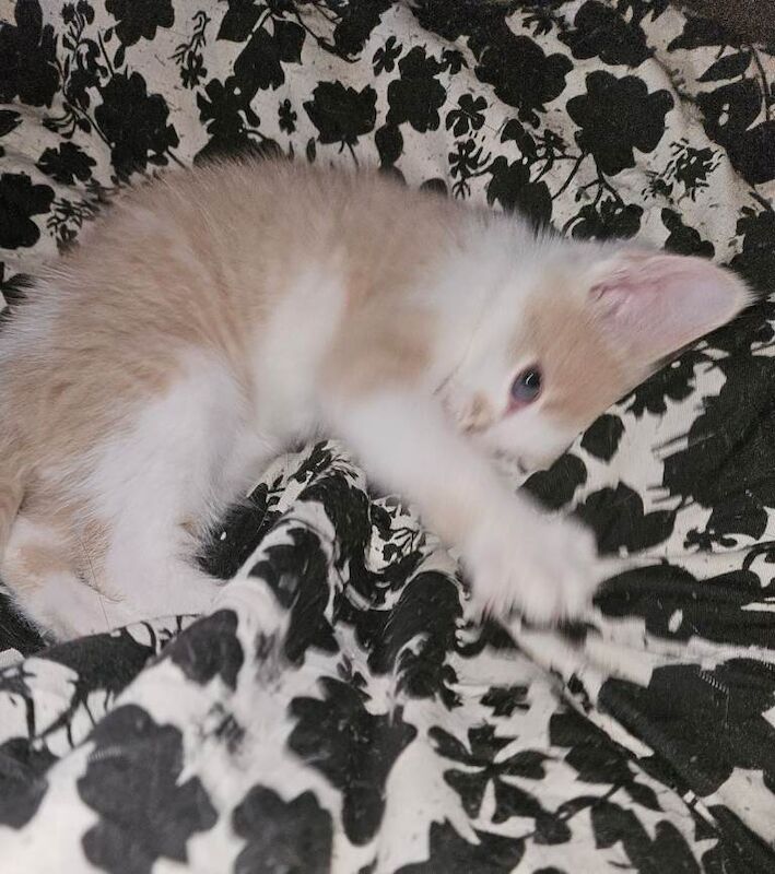 Adorable white & ginger/black kittens