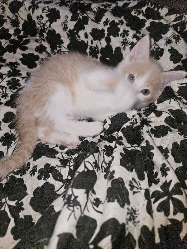 Adorable white & ginger/black kittens - Image 2 of 6
