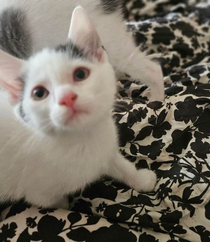 Adorable white & ginger/black kittens - Image 3 of 6