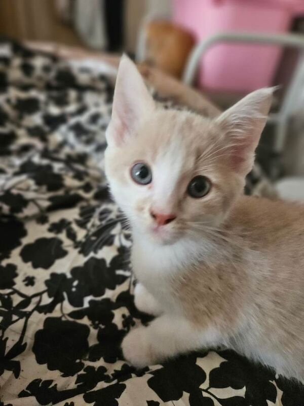 Adorable white & ginger/black kittens - Image 4 of 6