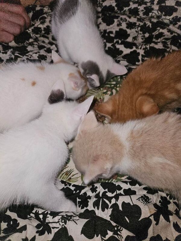 Adorable white & ginger/black kittens - Image 5 of 6