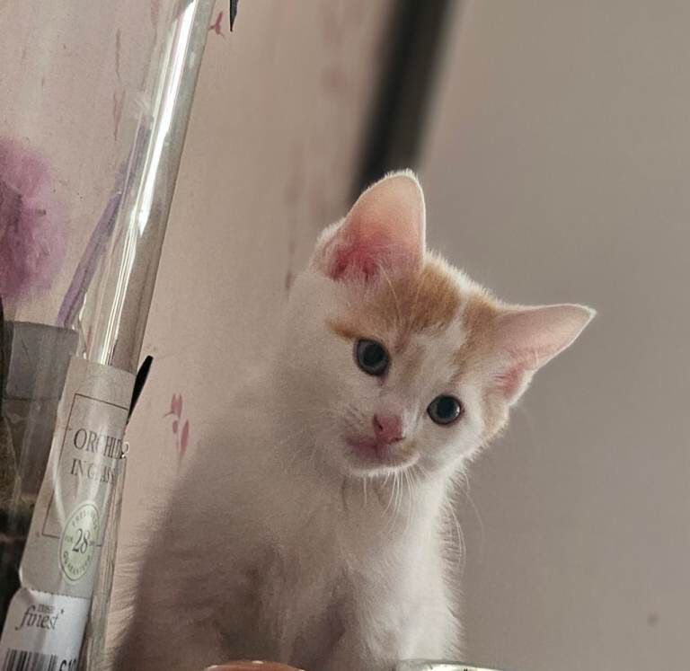 Adorable white & ginger/black kittens - Image 6 of 6