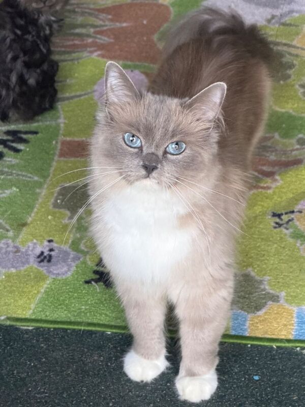 Adult cat rehoming.