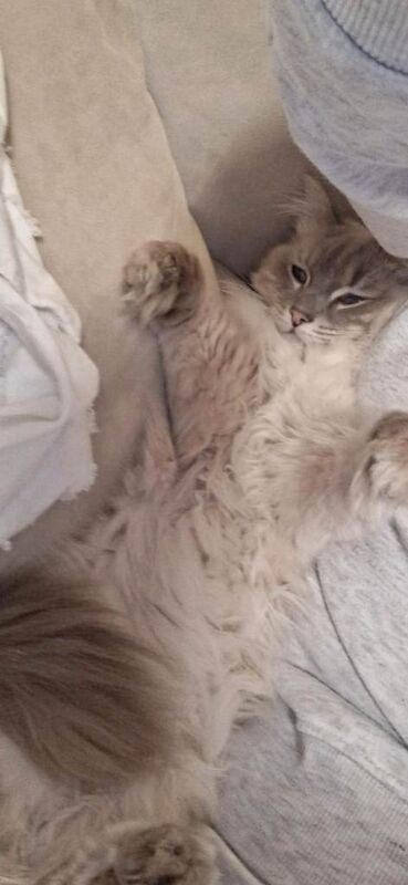 Adult Female Ragdoll Needs A New Loving Home