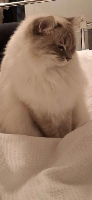 Adult Female Ragdoll Needs A New Loving Home - Image 2 of 5