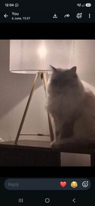 Adult Female Ragdoll Needs A New Loving Home - Image 3 of 5